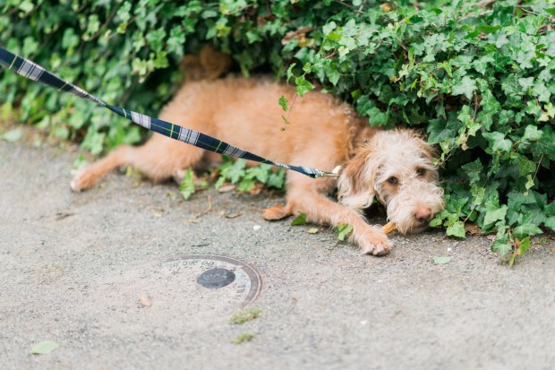 Morgan and Ben's Newport Engagement Session - SO CUTE! | The Newport Bride