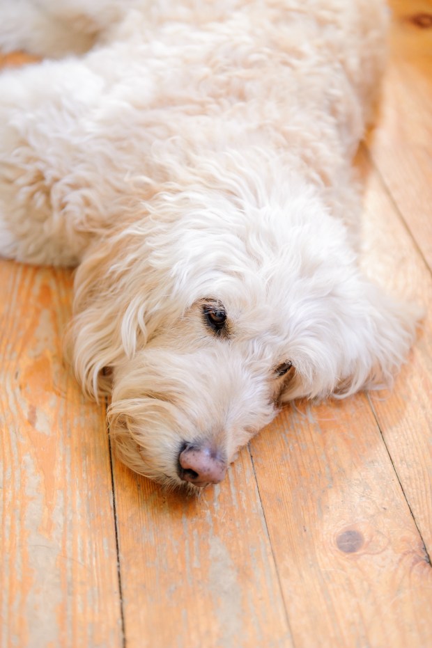 Kristina and Mike's Romantic Woodsy Wedding on The Newport Bride