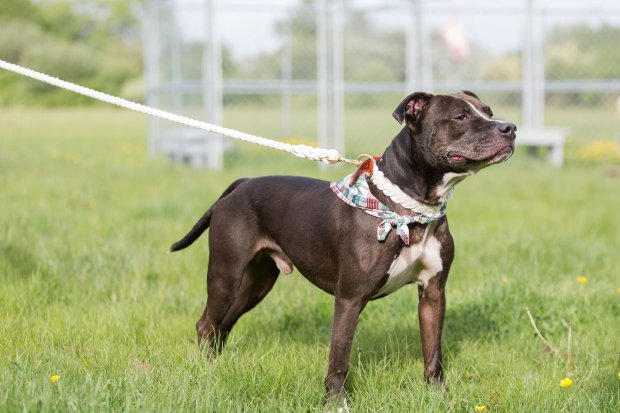 5 Easy Ways to Dress Your Dog For Your Wedding on The Newport Bride