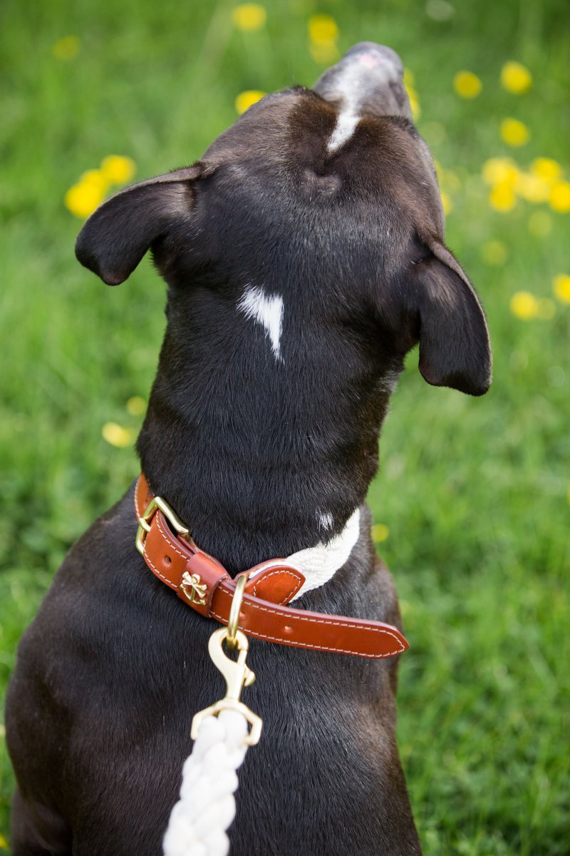 5 Easy Ways to Dress Your Dog For Your Wedding on The Newport Bride