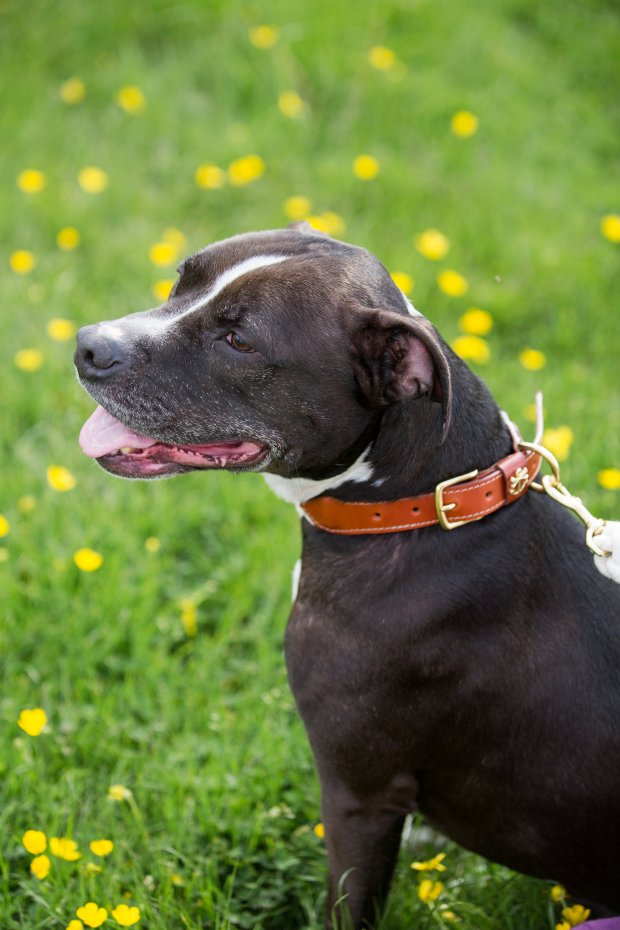 5 Easy Ways to Dress Your Dog For Your Wedding on The Newport Bride