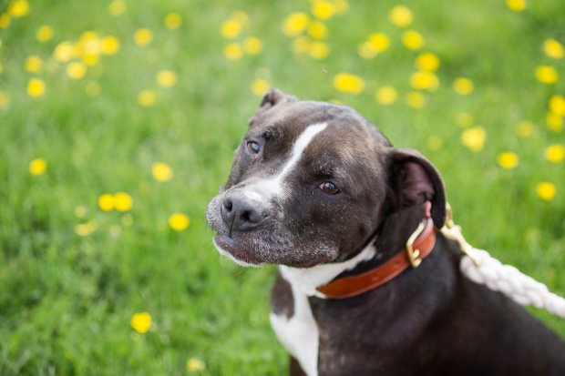 5 Easy Ways to Dress Your Dog For Your Wedding on The Newport Bride