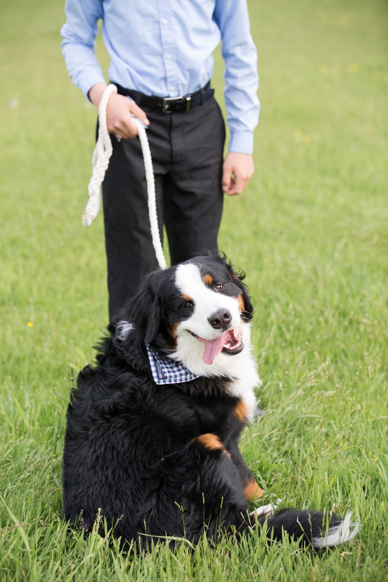 5 Easy Ways to Dress Your Dog For Your Wedding on The Newport Bride