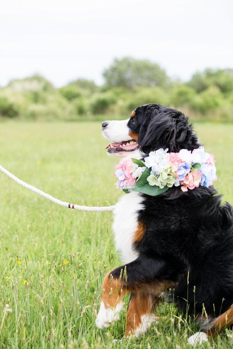 5 Easy Ways to Dress Your Dog For Your Wedding on The Newport Bride