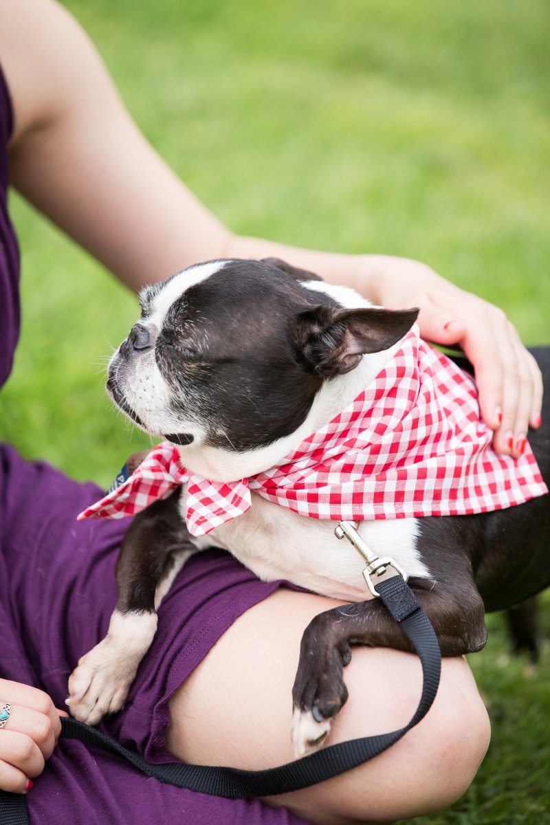 5 Easy Ways to Dress Your Dog For Your Wedding on The Newport Bride