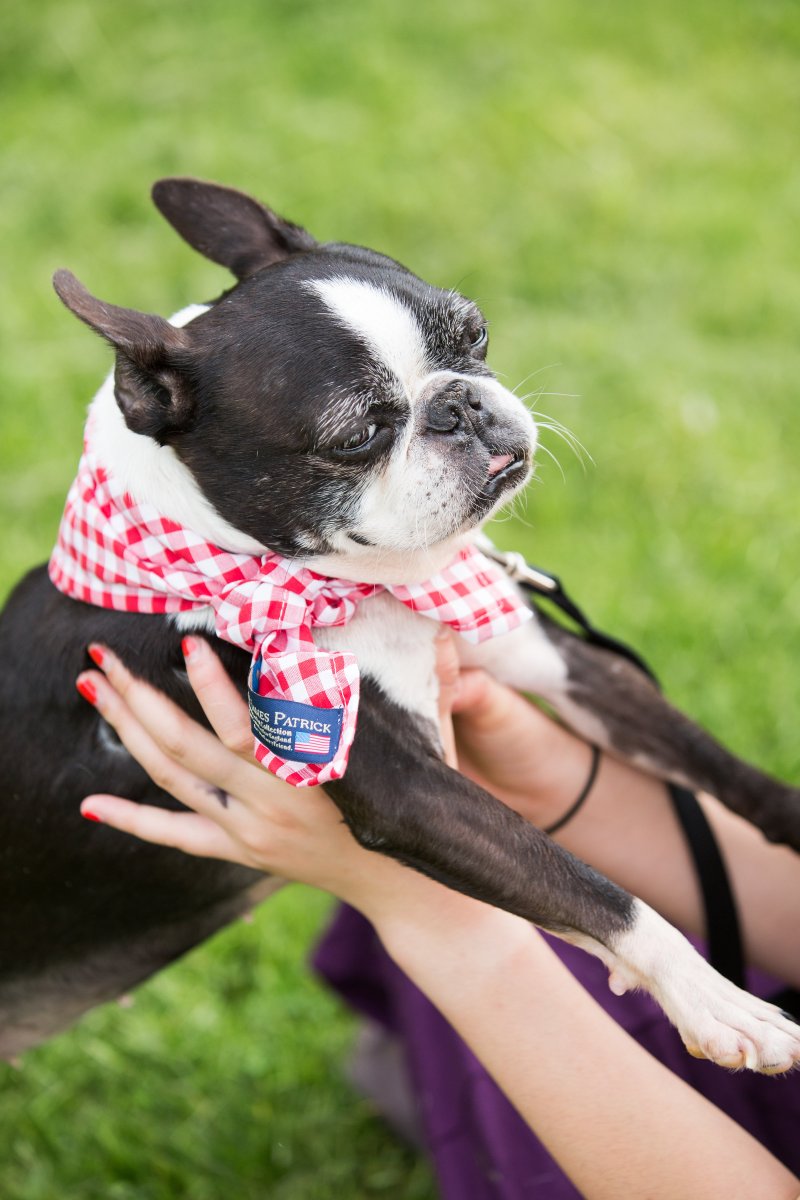 5 Easy Ways to Dress Your Dog For Your Wedding on The Newport Bride