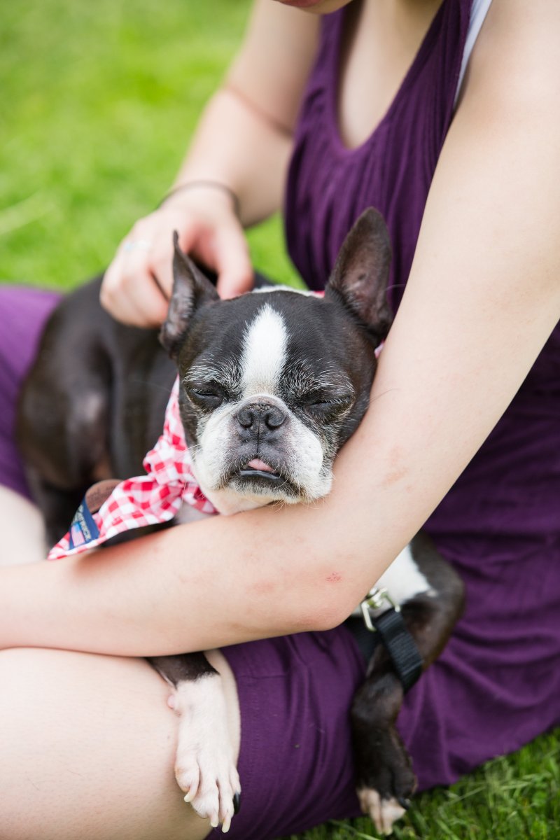 5 Easy Ways to Dress Your Dog For Your Wedding on The Newport Bride