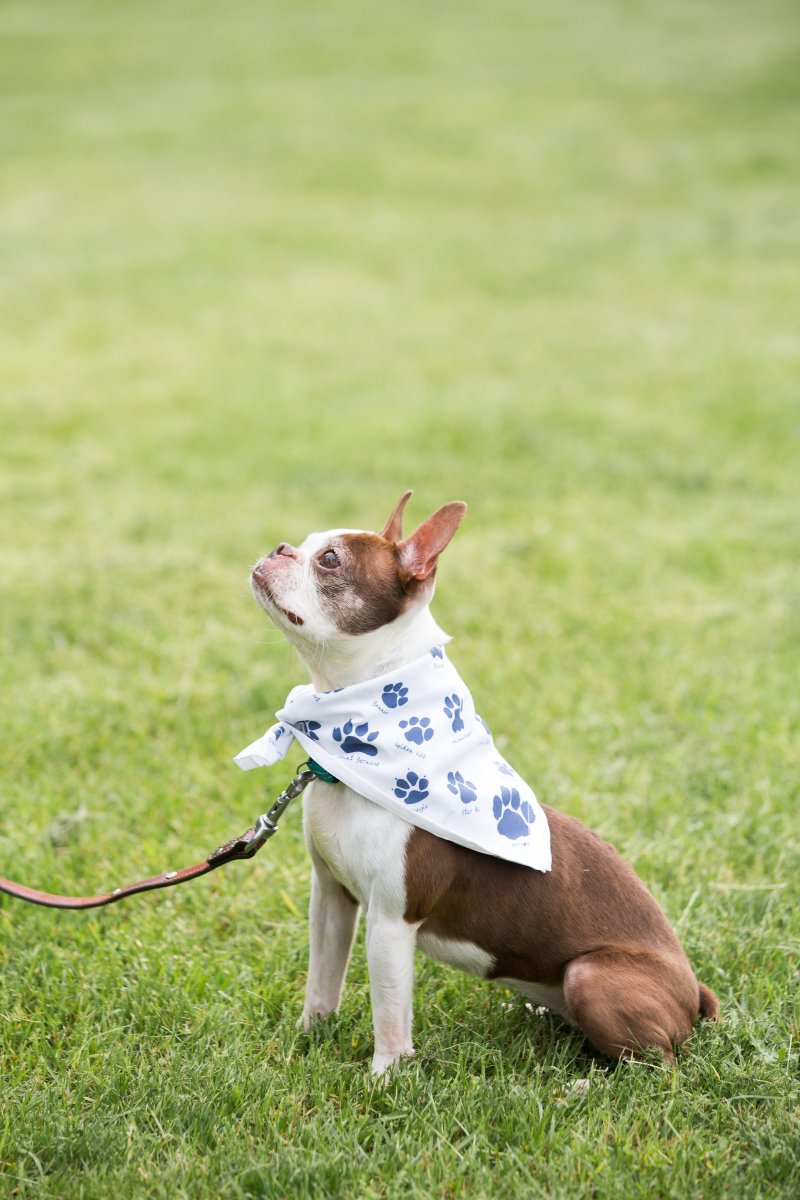 5 Easy Ways to Dress Your Dog For Your Wedding on The Newport Bride