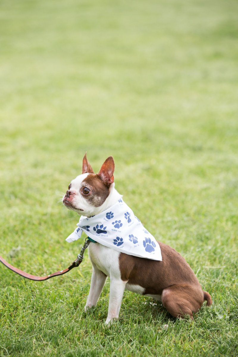 5 Easy Ways to Dress Your Dog For Your Wedding on The Newport Bride