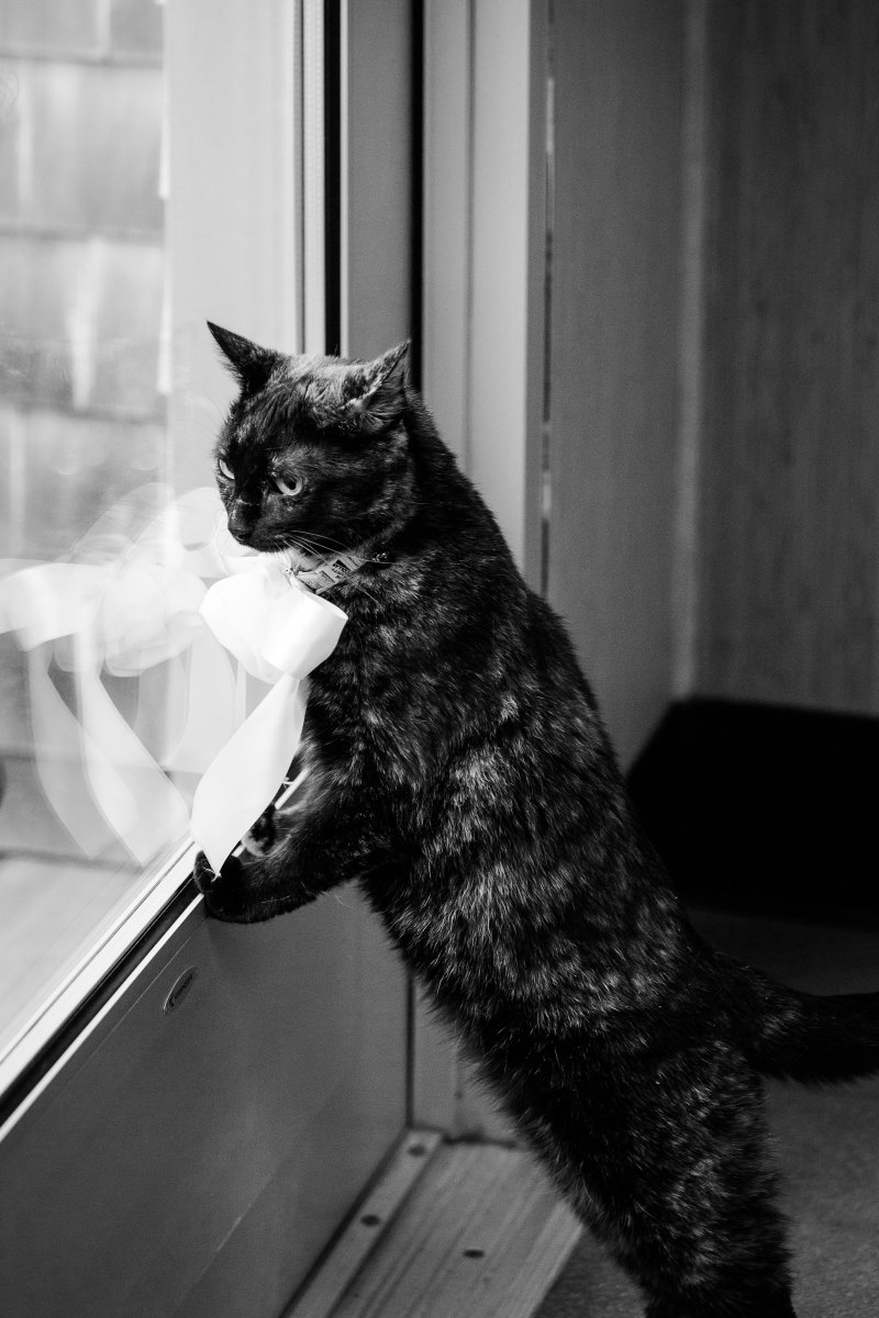 5 Easy Ways to Dress Your Dog For Your Wedding on The Newport Bride