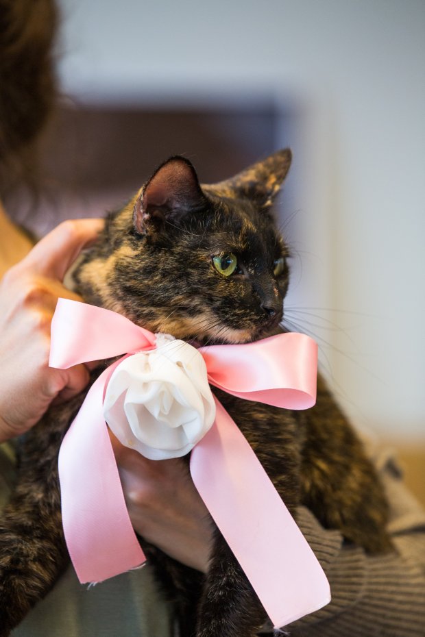 5 Easy Ways to Dress Your Dog For Your Wedding on The Newport Bride