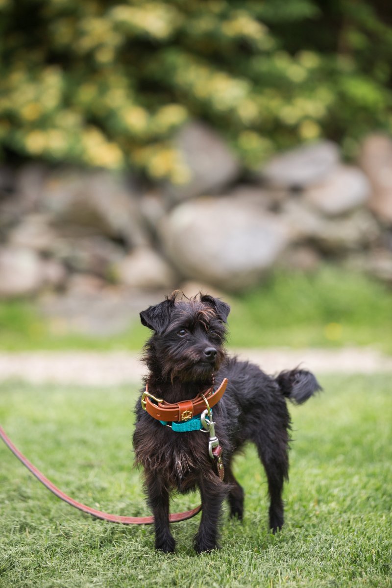 5 Easy Ways to Dress Your Dog For Your Wedding on The Newport Bride