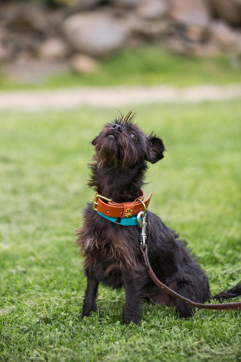 5 Easy Ways to Dress Your Dog For Your Wedding on The Newport Bride