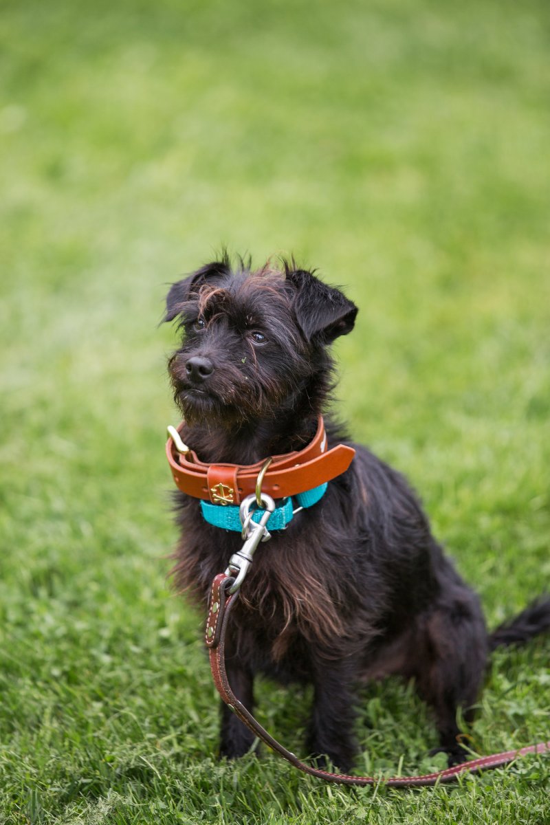 5 Easy Ways to Dress Your Dog For Your Wedding on The Newport Bride