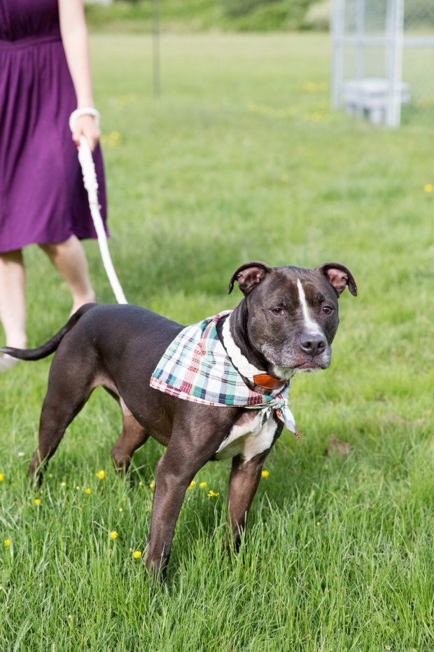 Floral Wreath 5 Easy Ways to Dress Your Dog For Your Wedding on The Newport Bride