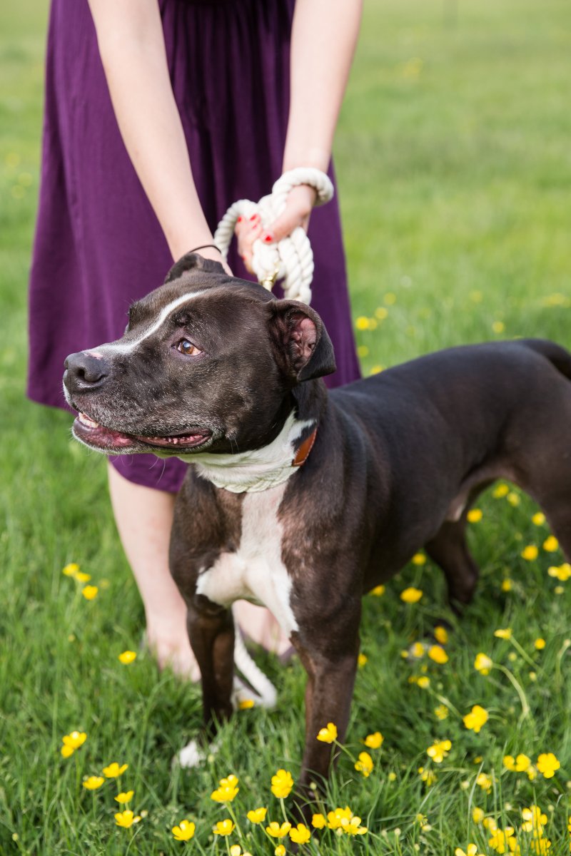 5 Easy Ways to Dress Your Dog For Your Wedding on The Newport Bride