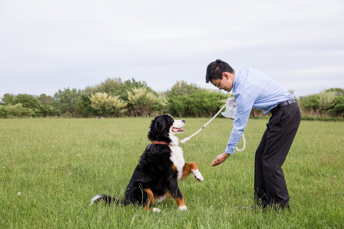 5 Easy Ways to Dress Your Dog For Your Wedding on The Newport Bride