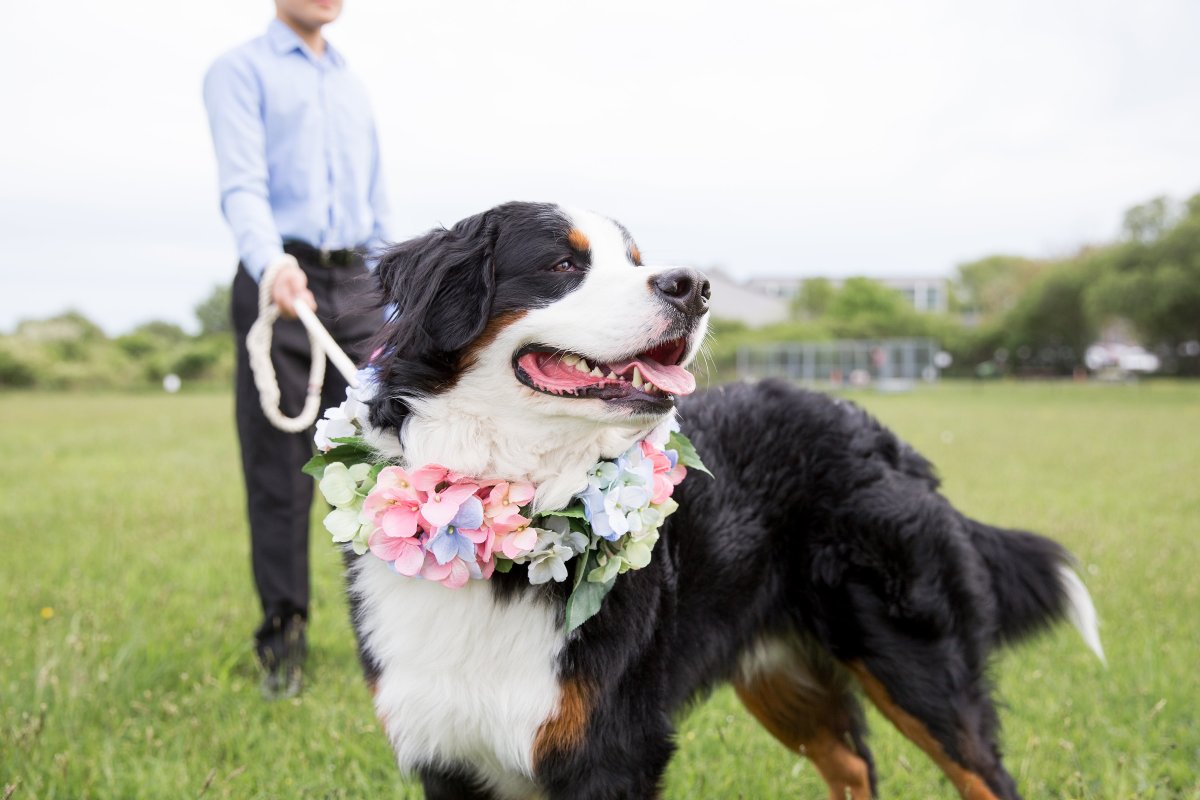5 Easy Ways to Dress Your Dog For Your Wedding on The Newport Bride
