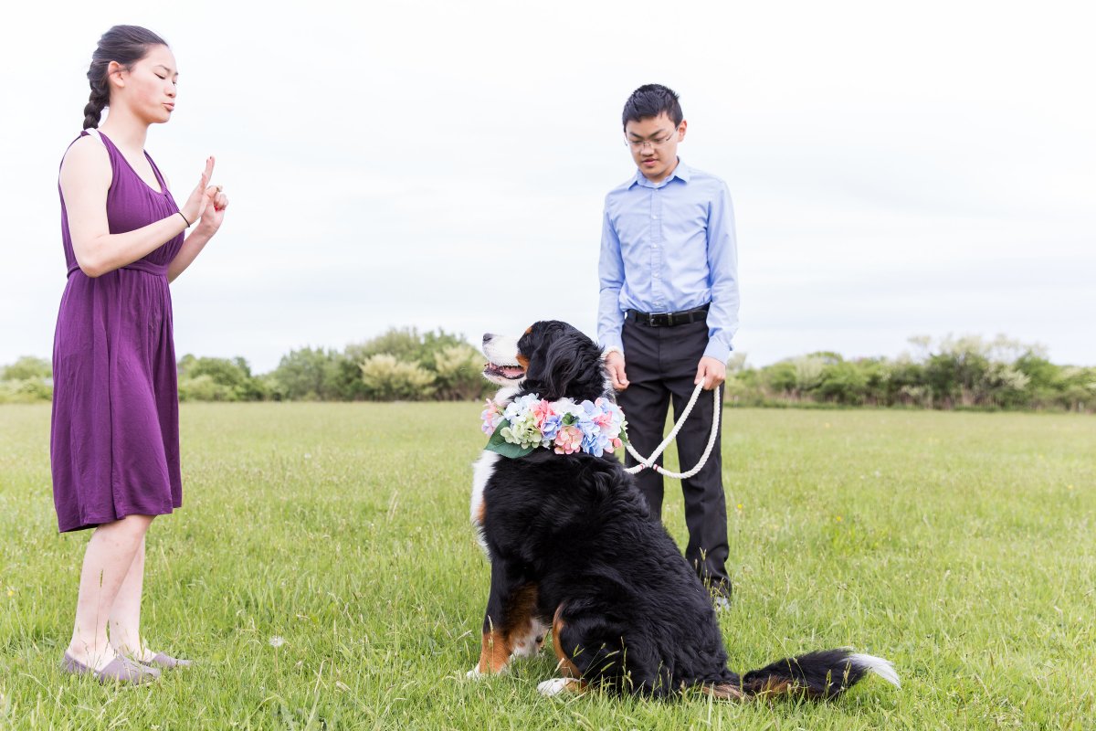 5 Easy Ways to Dress Your Dog For Your Wedding on The Newport Bride