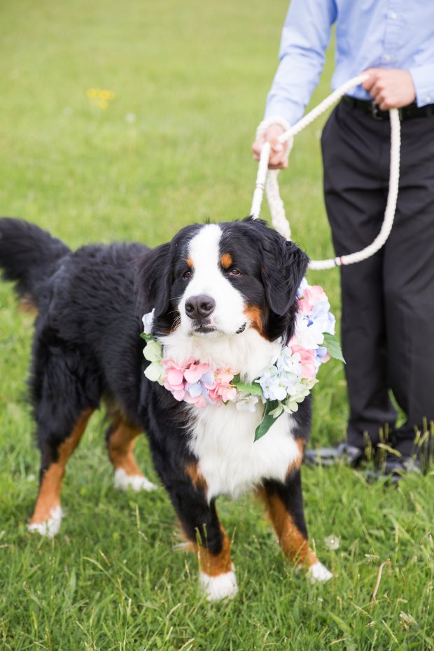 5 Easy Ways to Dress Your Dog For Your Wedding on The Newport Bride