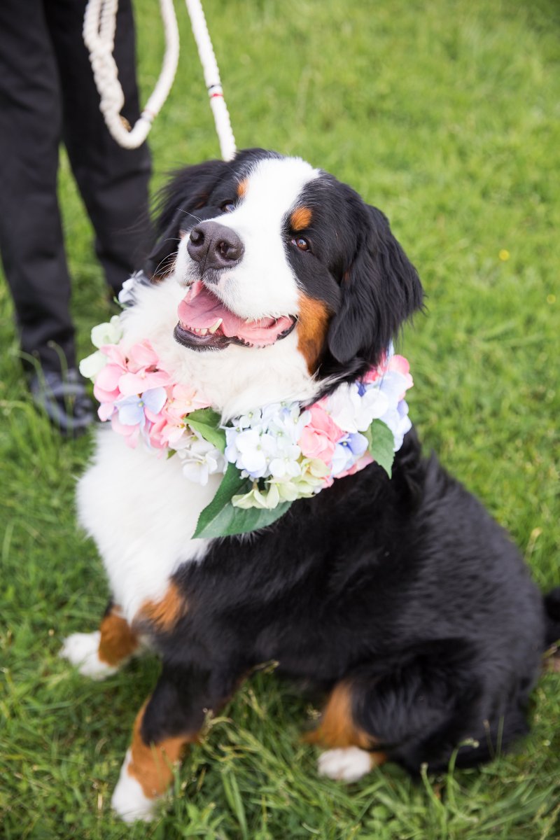 5 Easy Ways to Dress Your Dog For Your Wedding on The Newport Bride
