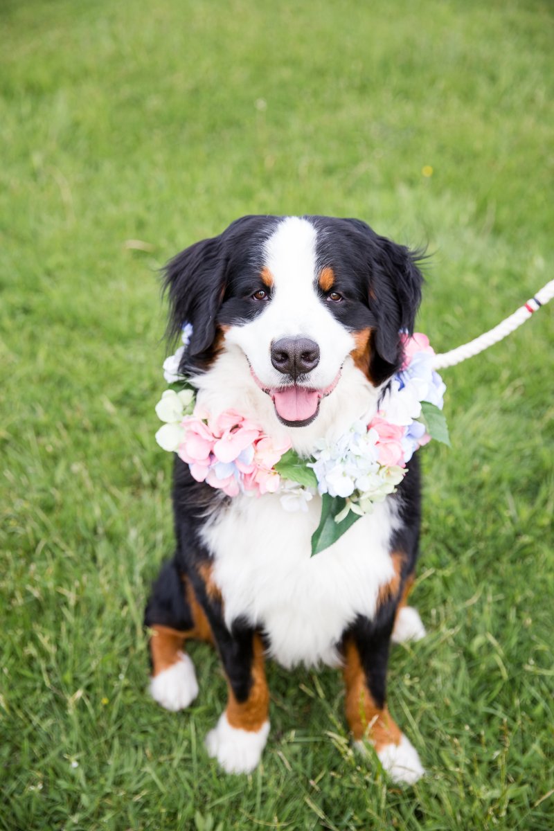 5 Easy Ways to Dress Your Dog For Your Wedding on The Newport Bride