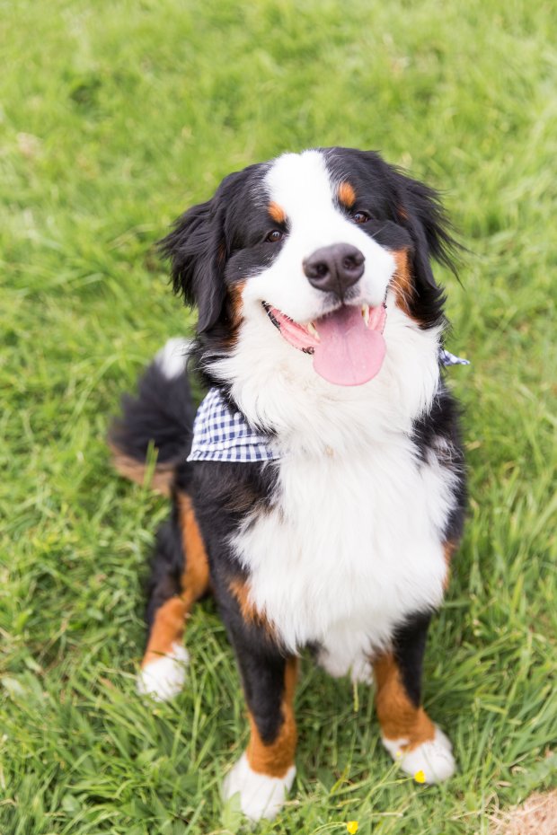 5 Easy Ways to Dress Your Dog For Your Wedding on The Newport Bride