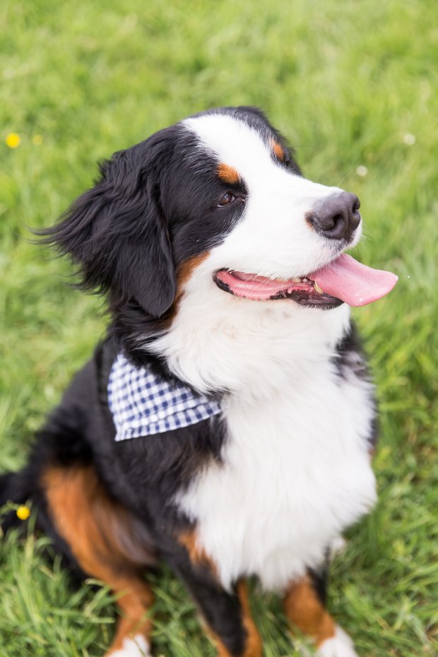 5 Easy Ways to Dress Your Dog For Your Wedding on The Newport Bride