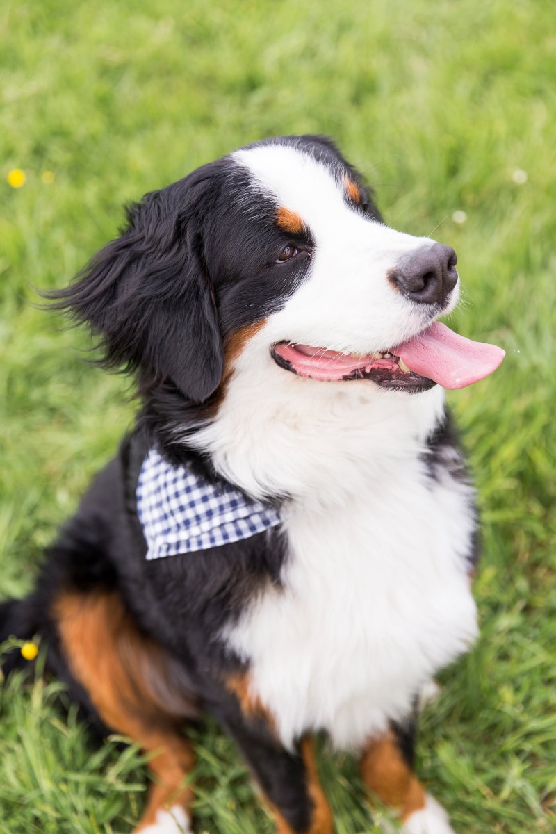 5 Easy Ways to Dress Your Dog For Your Wedding on The Newport Bride