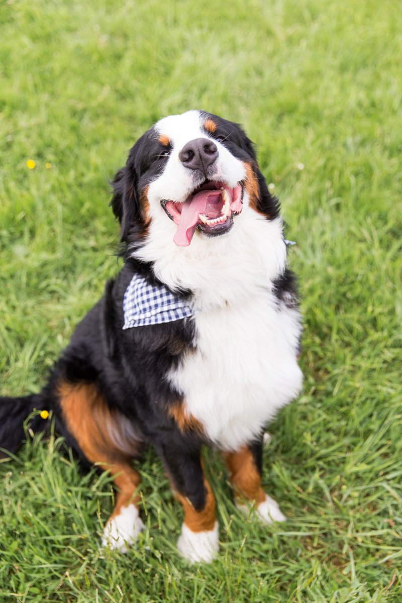 5 Easy Ways to Dress Your Dog For Your Wedding on The Newport Bride