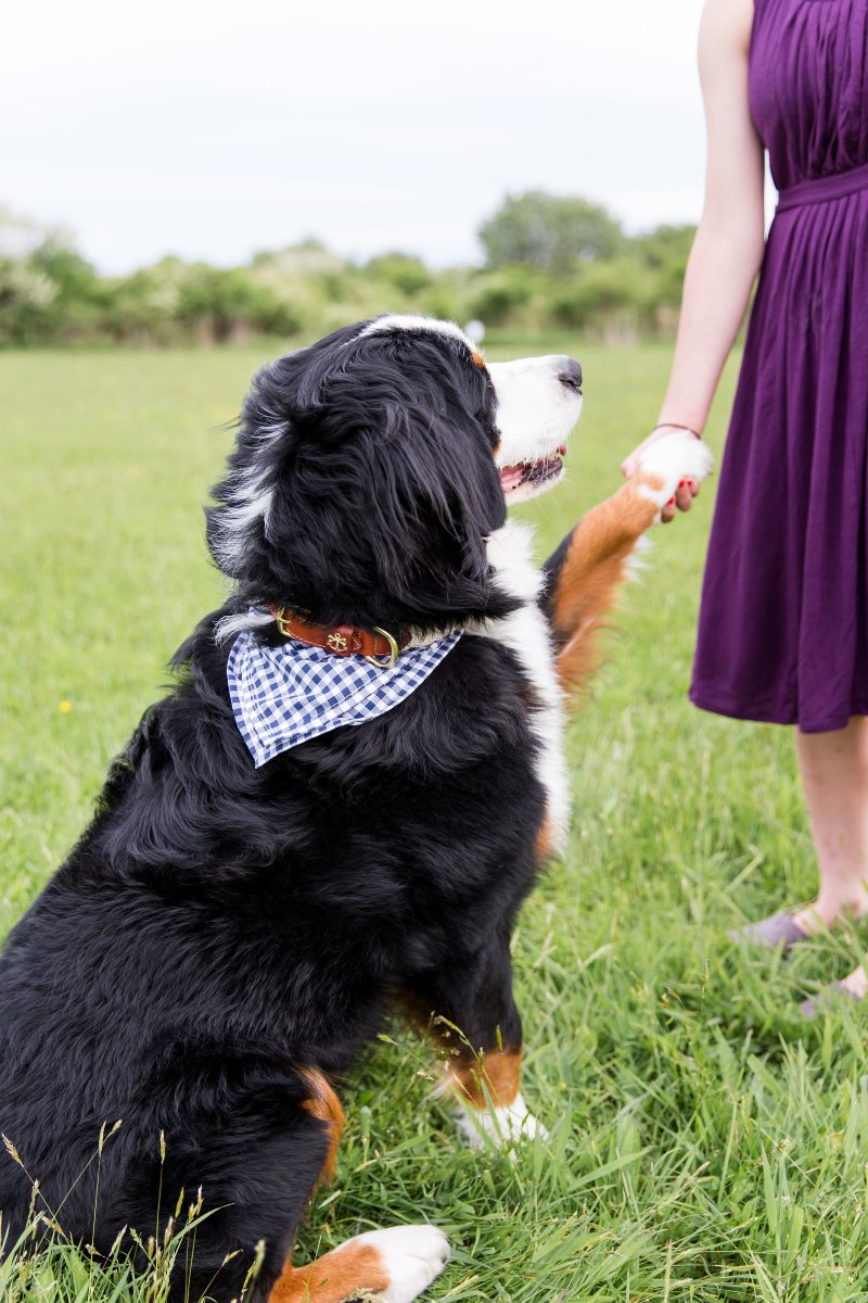 5 Easy Ways to Dress Your Dog For Your Wedding on The Newport Bride