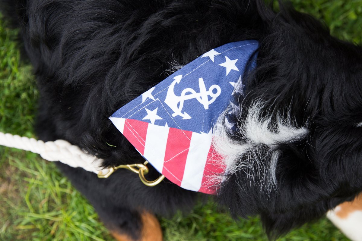 5 Easy Ways to Dress Your Dog For Your Wedding on The Newport Bride