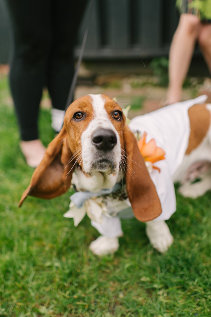 Lucky Dog Resort is a Luxury Dog Boarding and Daycare destination, located minutes from downtown Newport.