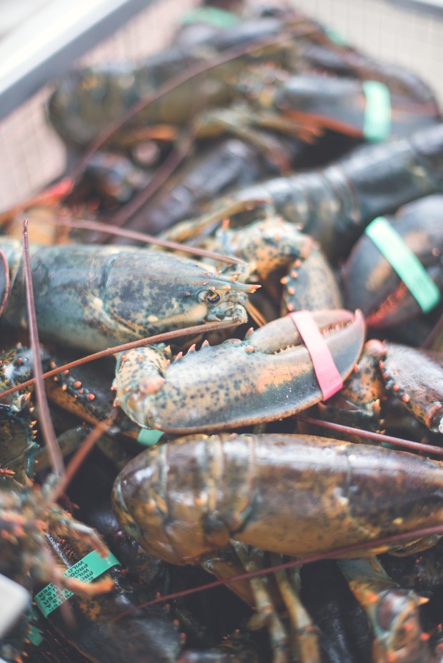 Lincoln_Howard_SimonePlusPhotography_SJHighRes257_big