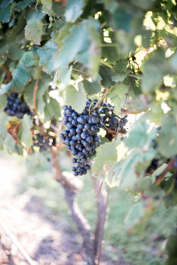 Fallon_Taylor _Charity Hope Photography_DSC_6240_big